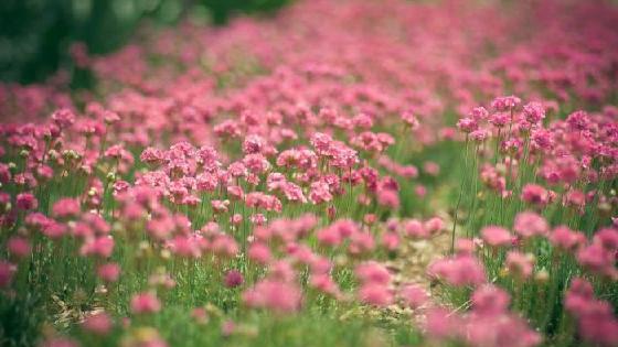 Ostrich Afrika Keterangan Dan Fakta Menarik