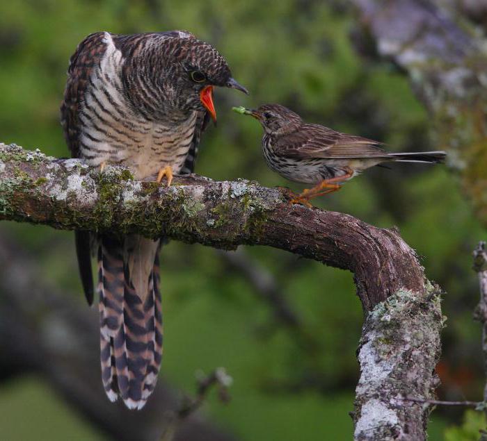 Алғашқы жыныстық қатынас кезінде ауырсыну