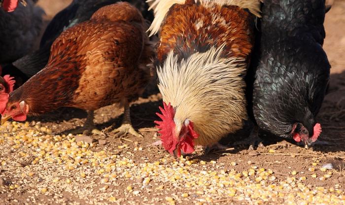 Gambar Itik Dan Ayam : Penggunaan istilah ayam tak patuk kerana