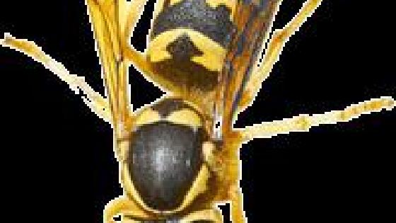 Arab haramlari Qishloq ayollari hammomda jinsiy aloqa qilish