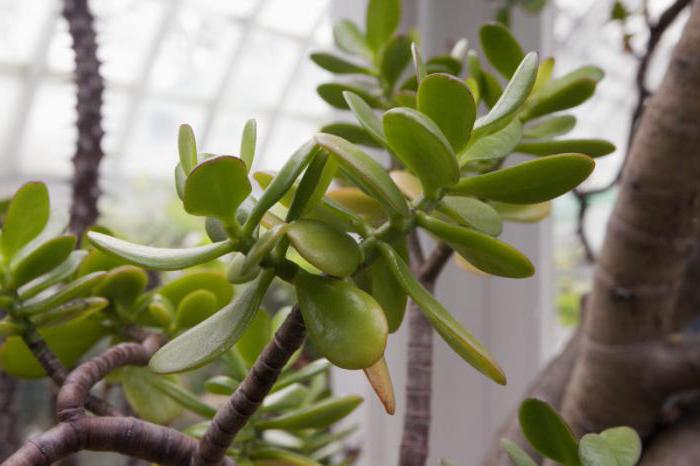 Organisma autotrophic: ciri-ciri struktur dan fungsi