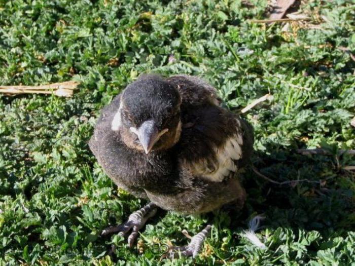 Anak Burung Murai Di Rumah Perhatian Khusus Pemakanan Dan Cadangan