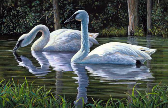 Қынаптағы шынайы емес үлкен бөтелке Жалаңаш жігіттің қызды медициналық тексеруден өткізіп жатқан видеосы