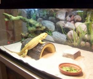 mà ăn thằn lằn nhỏ