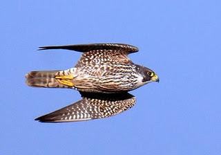 Peregrine Bird Penerangan Dan Gambar