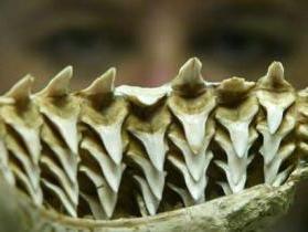 bao nhiêu hàng răng ở một con cá mập