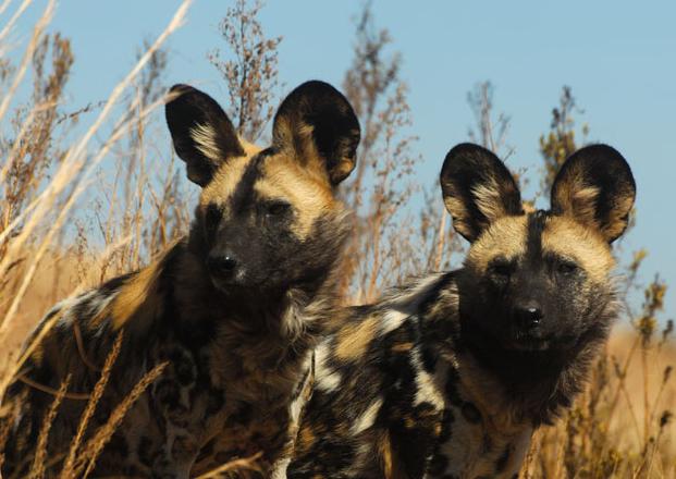 Жыныстық бұзылулар туралы онлайн бейнелер