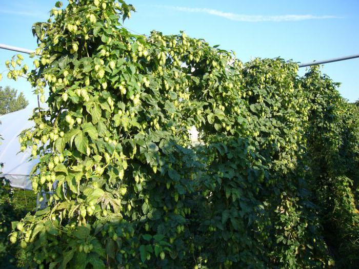 Жасөспірімдердің порно фотосуреттері Менің емшегім тамақтанбай ауырады.