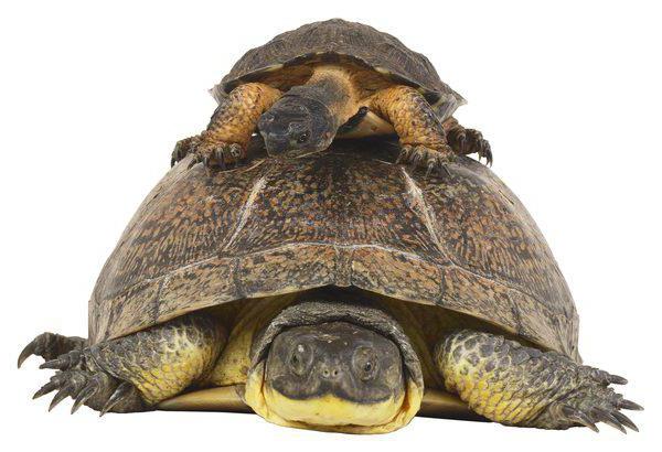 Finlyandiya etuk ayollarning jinsiy aloqa videolari Rus porno onlayn: Donatella Fuck