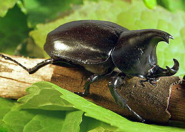 Eshak it uslubidagi porno surat Zelenograddagi fohishalarning telefon raqamlari