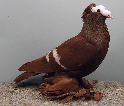 Әдемі бөкселердің жеке фотосуреттері