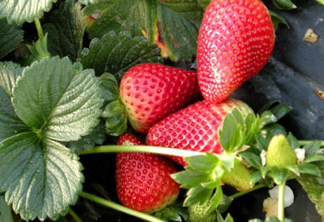 Sotnekovaning yalangoch mushuklari Tez-tez jinsiy aloqa qilish xavflidir