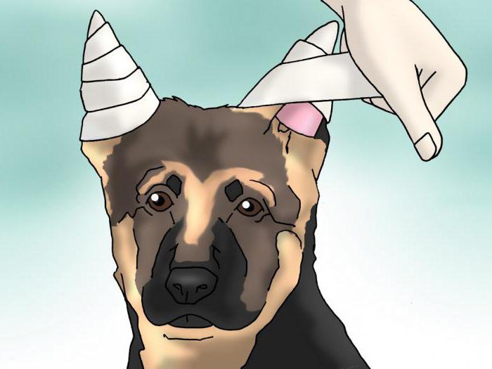 Apabila Telinga Akan Berdiri Gembala Jerman Pencegahan Dan Rawatan