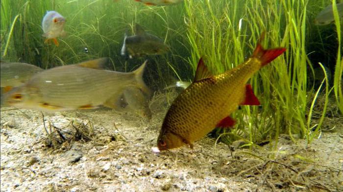 Apa yang persaingan interspecific? contoh