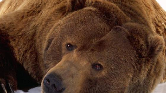 Ostrich Afrika Keterangan Dan Fakta Menarik