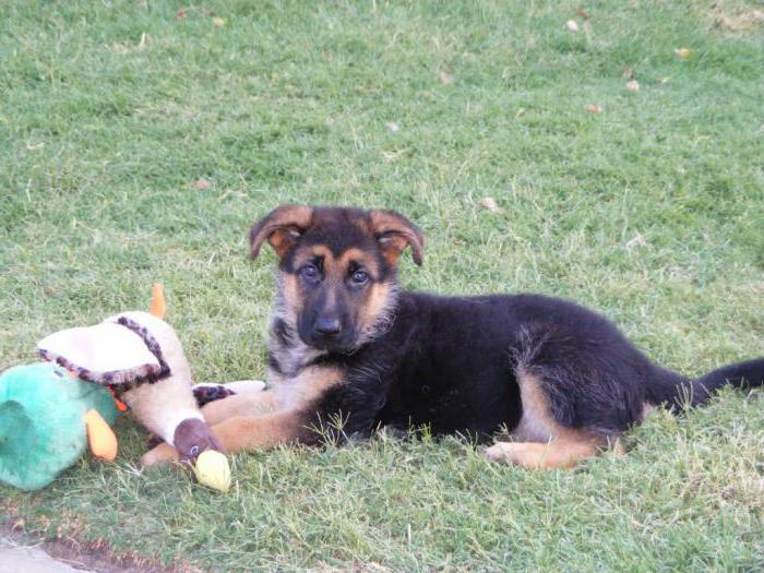 Apabila Telinga Akan Berdiri Gembala Jerman Pencegahan Dan Rawatan