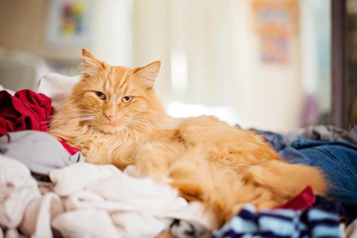 Novouralsk dan porno video