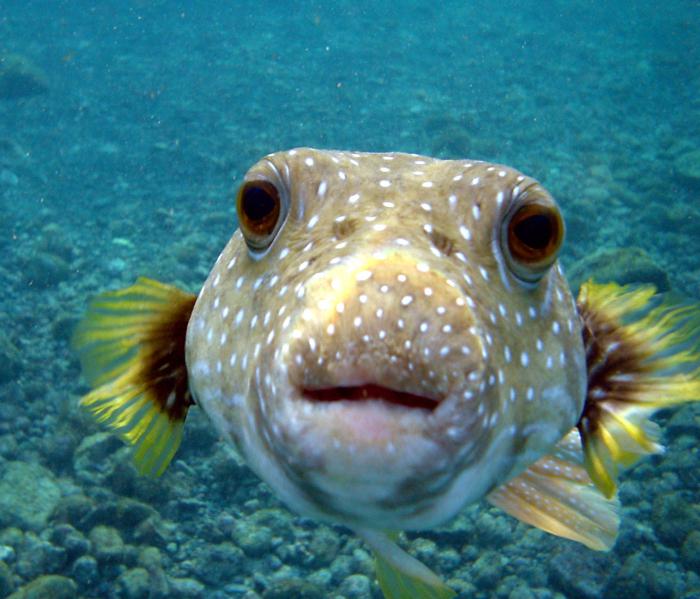 Fiske med Popper. Agn etter abbor og gjedde. fiske