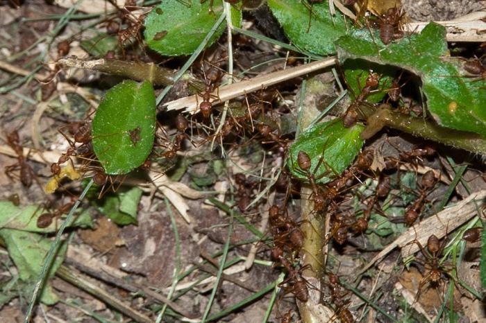 Кофточкадағы ит стилі