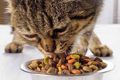 Go Makanan Cat Makanan Yang Sempurna Untuk Haiwan Kesayangan