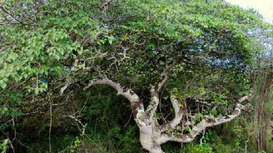 Жалаңаш отыру