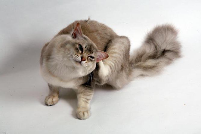 Flea Dermatitis Pada Kucing Penerangan Mengenai Punca