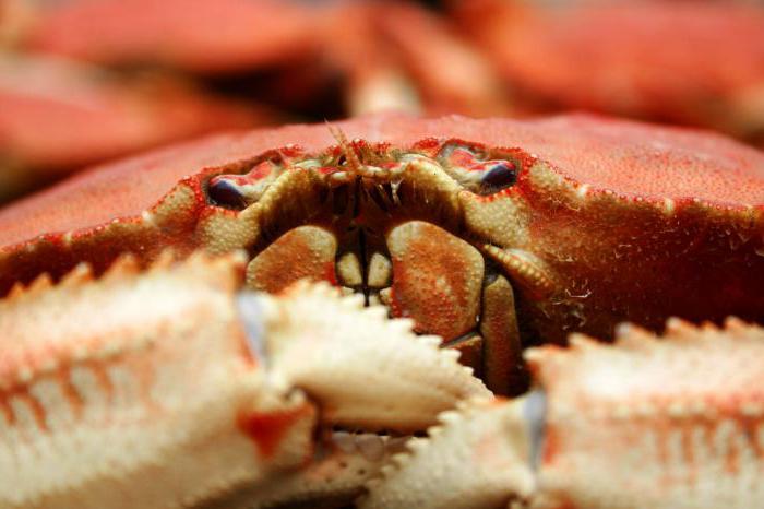 viziunea crabului