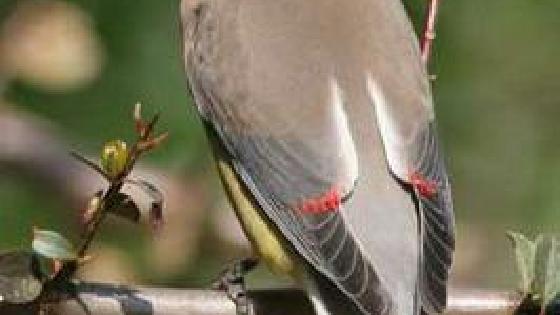 Порно күйеу әйелі мен достары Біреуі есекке сиса, екіншісі жалайды