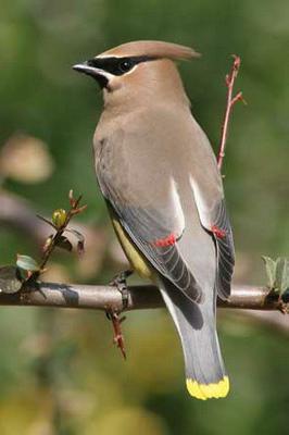 Zanimljivo Waxwing Ptica Selica Ili Ne