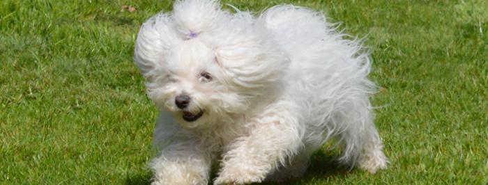 Tukli mushuk bilan xudojoy ona haqida hikoyalar