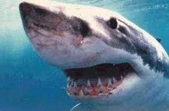 có bao nhiêu con cá mập răng