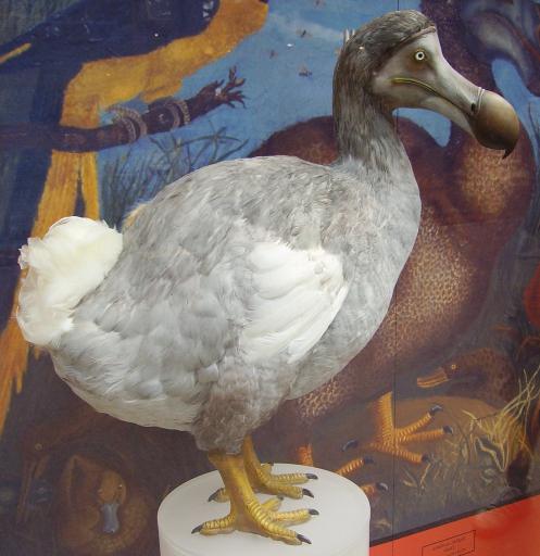 Sejarah Burung Dodo Pembasmian