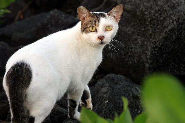 Qizlikni qanday buzish mumkin Natalya Jidkova porno