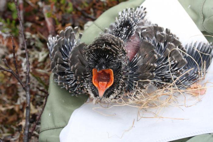 Ол ұйықтап жатқанда, ол есінен танып қалды.