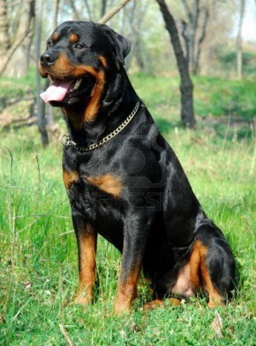 Baka Anjing Paling Ganas Pendapat Pakar