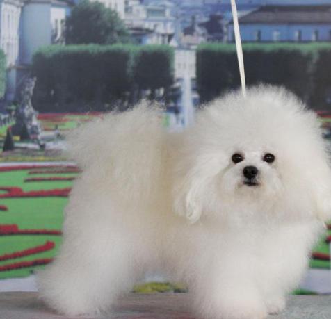 Pussi turlarining rasmlari