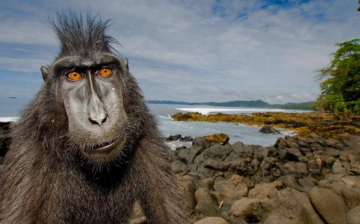 Мәскеуден келген аққұба ебін тауып жатыр (фото)