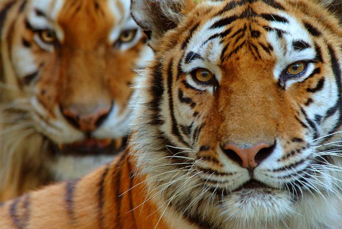 Jangka Hayat Harimau Di Hutan Panjang Purata Hayat Harimau