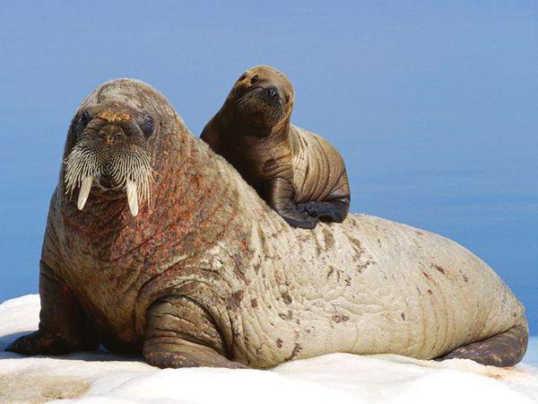 Mamalia Pinnipeds: gambaran umum