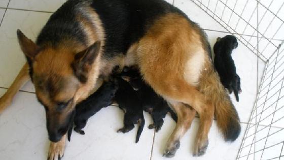 Үй шаруасындағы секс