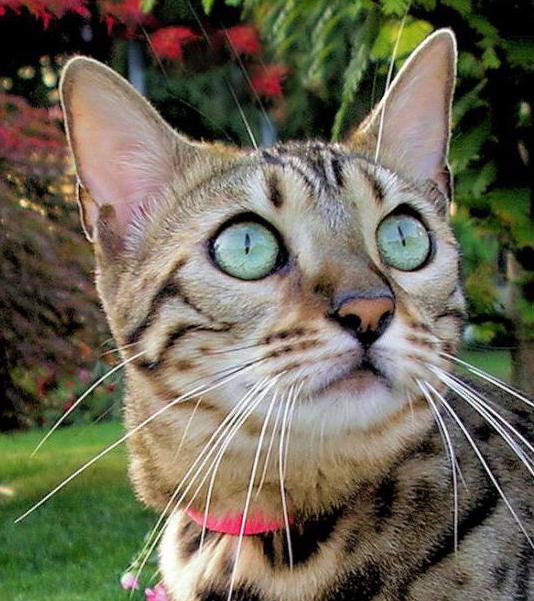 Semiz qizlar sikni sorishadi