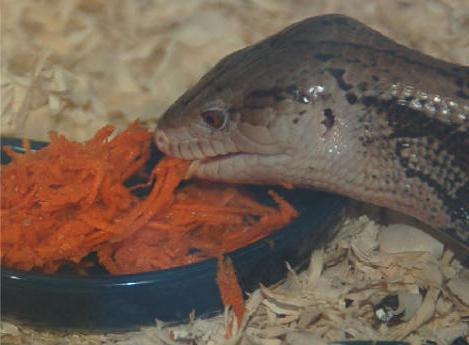 con thằn lằn là gì