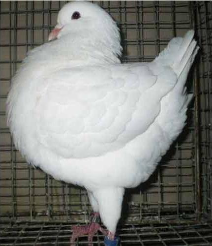 Кемпірлердің пысықтары