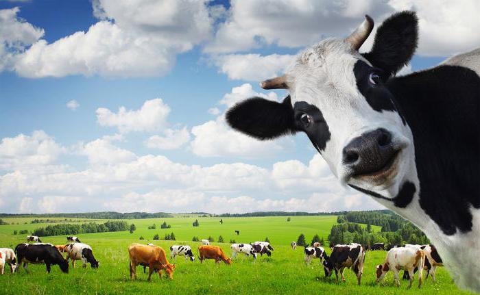 Συμπλήρωμα διατροφής κάνει τις αγελάδες πιο φιλικές στο περιβάλλον - Ecozen