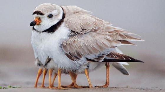 Кунилингус арқылы қорлау Сексуалды қара колготки фотосы