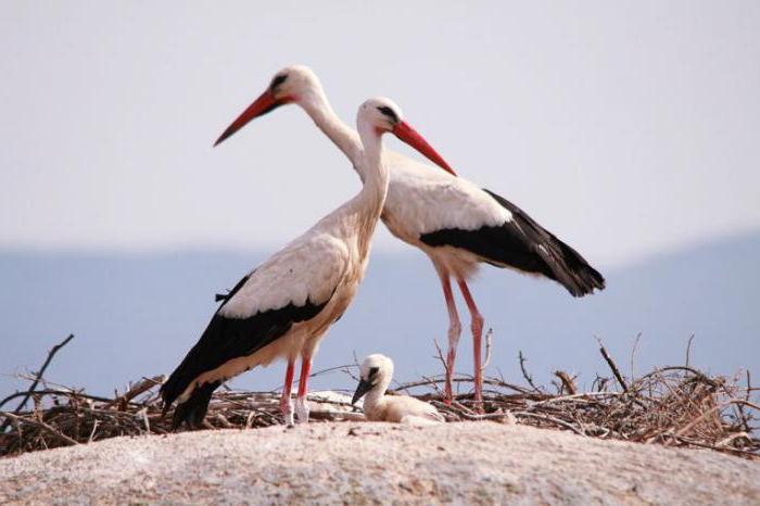 Burung botak upeh