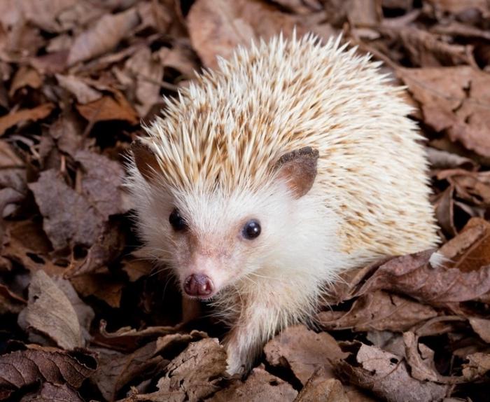 Кірпілер және олардың жыныстық өмірі