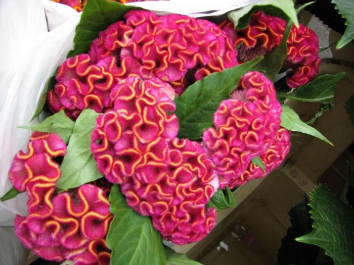 Анна Хапкина фото порно