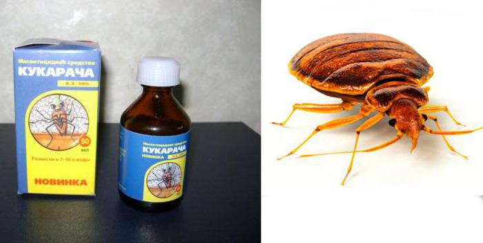 Cucaracha Dari Pepijat Katil Ulasan Dan Panduan