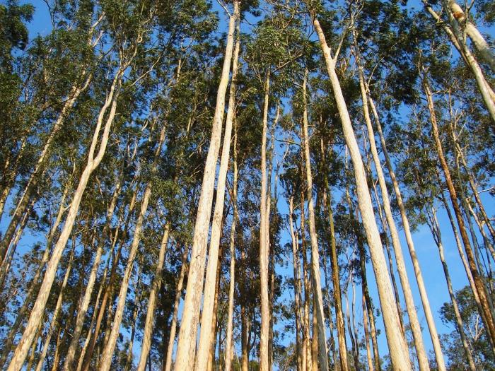 Penggunaan Kayu Putih Nadi Pokok Ratus Meter